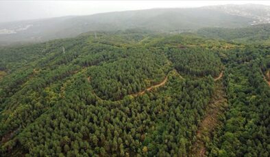 Çanakkale’de ormanlara giriş yasağı uzatıldı – Güncel haberler