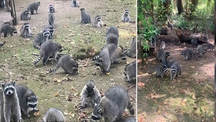 Evini rakunlar bastı: Polis yardım etti