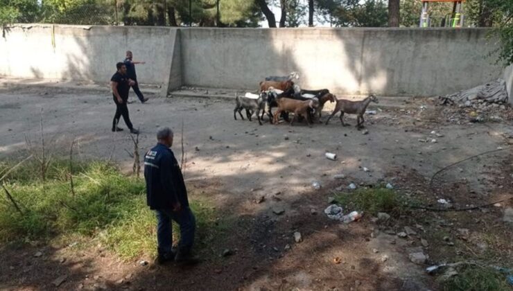 Hatay'da havuza düşen 14 keçi çıkarıldı – Güncel haberler